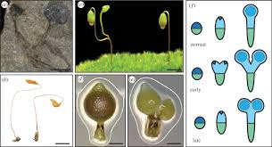 Attēlu rezultāti vaicājumam “Leiocolea rutheana sporophyte”