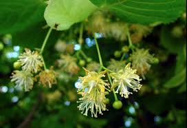 Attēlu rezultāti vaicājumam “Tilia platyphyllos subsp. cordifolia flower”