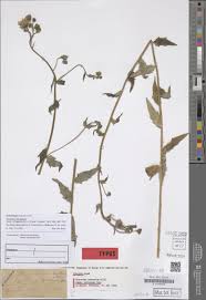 Attēlu rezultāti vaicājumam “Hieracium laevigatum”