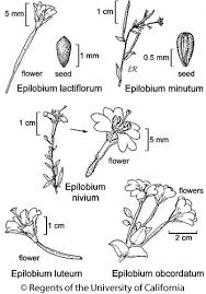 Attēlu rezultāti vaicājumam “Epilobium palustre fruit”