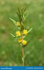 Attēlu rezultāti vaicājumam “Lysimachia thyrsiflora bud”