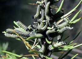 Attēlu rezultāti vaicājumam “Neodiprion sertifer larva”