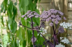 Attēlu rezultāti vaicājumam “Angelica sylvestris flower”