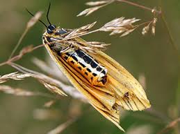 Attēlu rezultāti vaicājumam “Spiris striata”