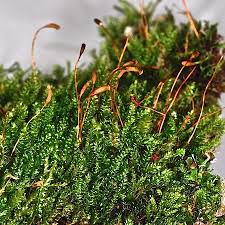 Attēlu rezultāti vaicājumam “Herzogiella seligeri”