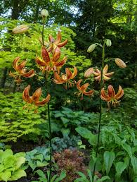 Attēlu rezultāti vaicājumam “Lilium martagon leaf”