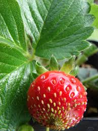 Attēlu rezultāti vaicājumam “Fragaria x ananassa fruit”