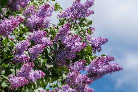Attēlu rezultāti vaicājumam “Syringa vulgaris flower”