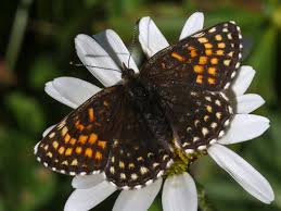 Attēlu rezultāti vaicājumam “Melitaea diamina underside”