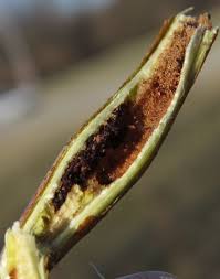 Attēlu rezultāti vaicājumam “Nematus salicis larva”