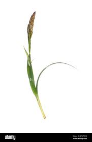 Attēlu rezultāti vaicājumam “Carex caryophyllea fruit”