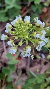 Attēlu rezultāti vaicājumam “Thlaspi arvense”