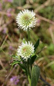 Attēlu rezultāti vaicājumam “Trifolium montanum”