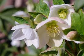 Attēlu rezultāti vaicājumam “Helleborus niger flower”