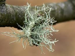 Attēlu rezultāti vaicājumam “Usnea hirta”