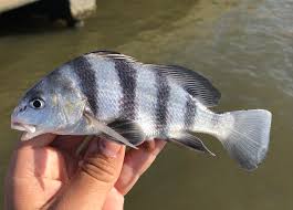 Image result for Pogonias cromis