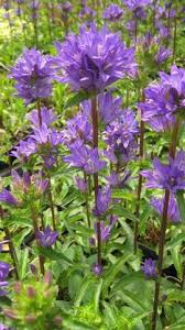 Attēlu rezultāti vaicājumam “Campanula glomerata leaf”