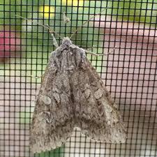 Attēlu rezultāti vaicājumam “Eurois occulta”