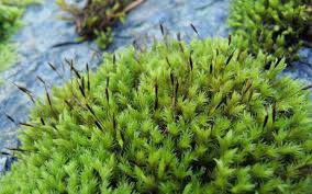 Attēlu rezultāti vaicājumam “Racomitrium heterostichum”