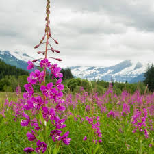 Attēlu rezultāti vaicājumam “Epilobium angustifolium flower”