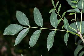 Attēlu rezultāti vaicājumam “Fraxinus excelsior”