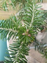 Attēlu rezultāti vaicājumam “Abies alba”