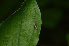 Attēlu rezultāti vaicājumam “Glyphipterigidae”