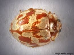 Attēlu rezultāti vaicājumam “Myrrha octodecimguttata”