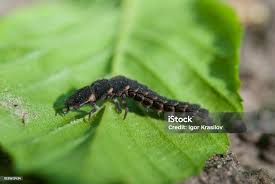 Attēlu rezultāti vaicājumam “Lampyris noctiluca larva”