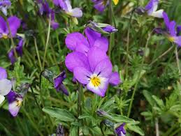 Attēlu rezultāti vaicājumam “Viola tricolor subsp. matutina”