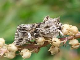 Attēlu rezultāti vaicājumam “Calophasia lunula”