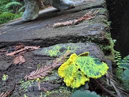 Attēlu rezultāti vaicājumam “Cribraria vulgaris macro”