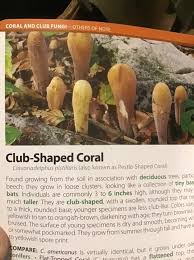 Attēlu rezultāti vaicājumam “Pistillaria sp.”