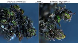 Attēlu rezultāti vaicājumam “Syntrichia latifolia macro”
