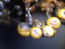 Attēlu rezultāti vaicājumam “Cribraria macrocarpa”