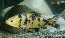Image result for Cyprinus carpio