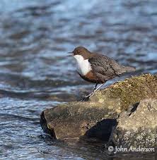 Attēlu rezultāti vaicājumam “Cinclus cinclus adult”