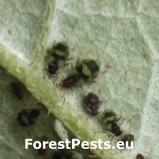 Attēlu rezultāti vaicājumam “Chaitophorus populeti”