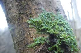 Attēlu rezultāti vaicājumam “Radula complanata”