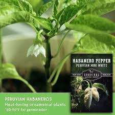 Afbeeldingsresultaat voor white habanero hot pepper