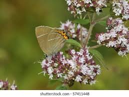 Attēlu rezultāti vaicājumam “Satyrium w-album underside”