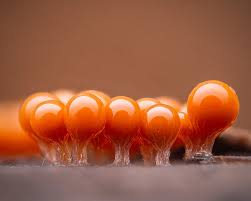 Attēlu rezultāti vaicājumam “Hemitrichia decipiens”