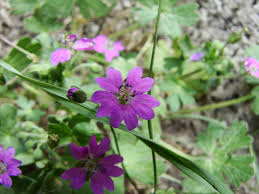 Attēlu rezultāti vaicājumam “Geranium pyrenaicum”