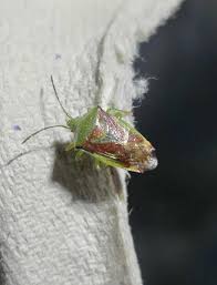 Attēlu rezultāti vaicājumam “Elasmostethus interstinctus imago”