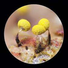 Attēlu rezultāti vaicājumam “Physarum bivalve”