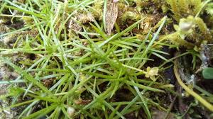 Attēlu rezultāti vaicājumam “Sagina procumbens leaf”