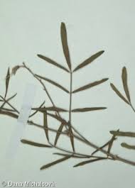 Attēlu rezultāti vaicājumam “Astragalus arenarius leaf”