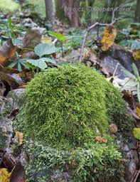 Attēlu rezultāti vaicājumam “Anomodon longifolius”