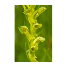 Attēlu rezultāti vaicājumam “Coeloglossum viride flower”