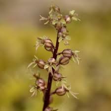 Attēlu rezultāti vaicājumam “Listera cordata fruit”